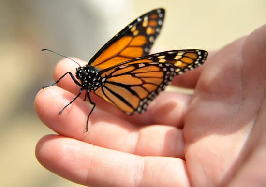 Monarch Butterfly on Child’s Hand